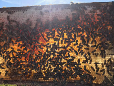 Lez Bees Apiary