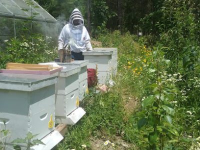 Sugar Hollow Honey - Bee Farm