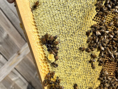 Benito & James Bee Removal & Apiary